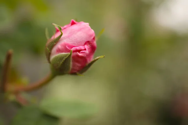 美丽的粉色玫瑰花蕾在户外 案文的篇幅 — 图库照片