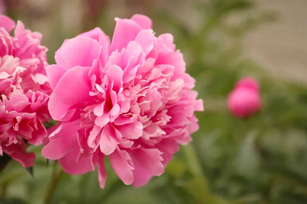 Linda Peônia Rosa Florescendo Livre Close Espaço Para Texto — Fotografia de Stock