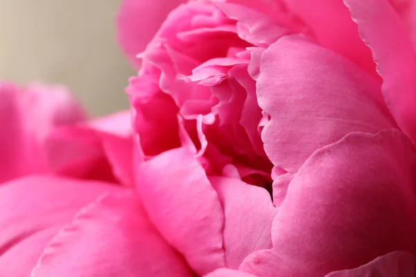 Schöne Rosa Pfingstrose Auf Grauem Hintergrund Nahaufnahme — Stockfoto