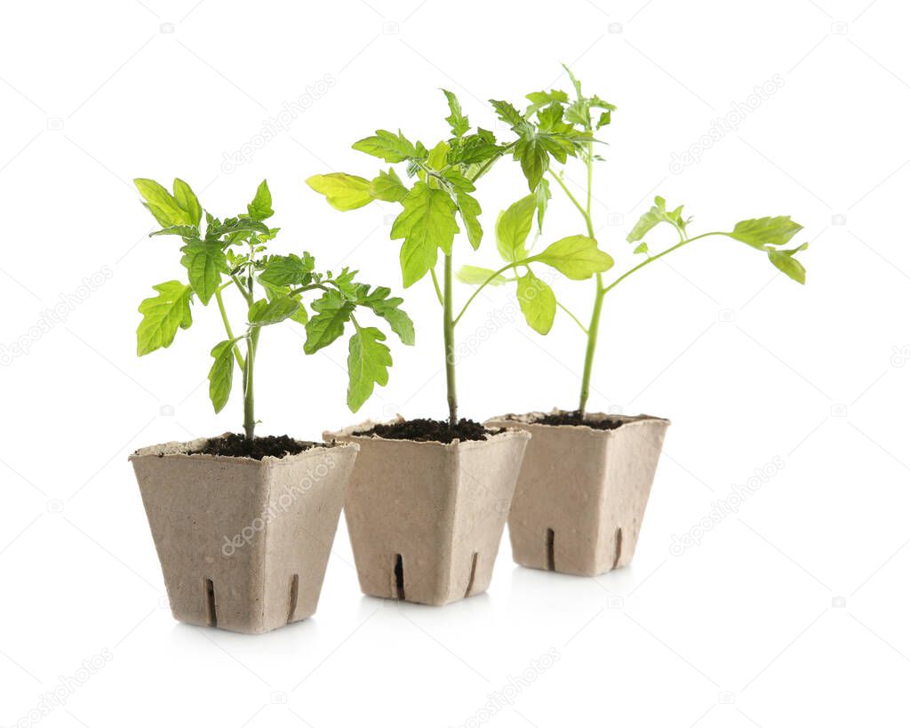 Green tomato seedlings in peat pots isolated on white
