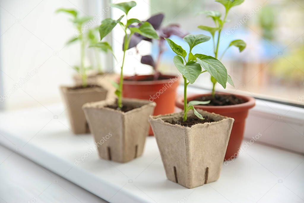 Window sill with young vegetable seedlings indoors