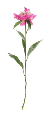 Güzel pembe şakayık çiçeği beyaz üzerine izole edilmiş