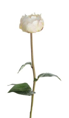 Güzel kokulu şakayık çiçeği bembeyaz