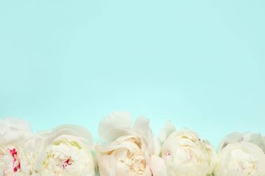 Turkuaz arka planda güzel beyaz şakayıklar, düz yatış. Metin için boşluk