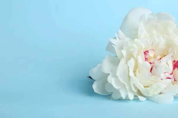 Красива Біла Квітка Півонії Світло Блакитному Тлі Впритул Простір Тексту — стокове фото