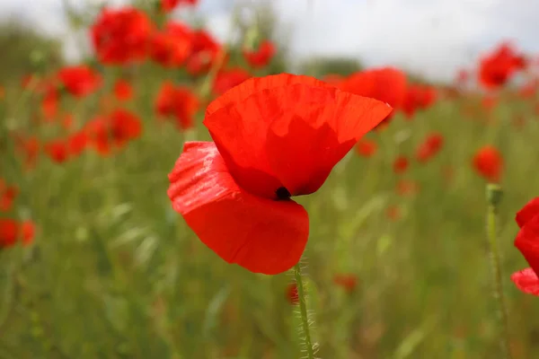 Gyönyörű Piros Mák Virág Növekszik Területen Közelkép — Stock Fotó