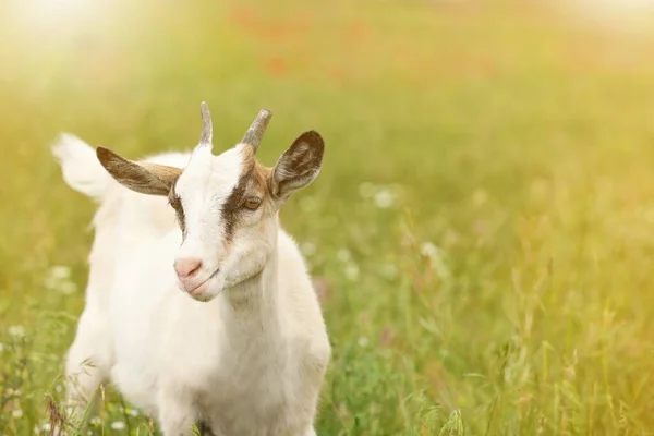 Chèvre Mignonne Dans Champ Jour Ensoleillé Espace Pour Texte Élevage — Photo