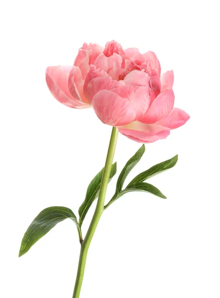 Vacker Blommande Rosa Pion Isolerad Vit — Stockfoto