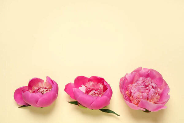 Beautiful pink peonies on yellow background, flat lay. Space for text