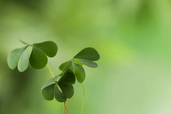 Kleeblätter Auf Verschwommenem Hintergrund Platz Für Text Patrick Day Symbol — Stockfoto