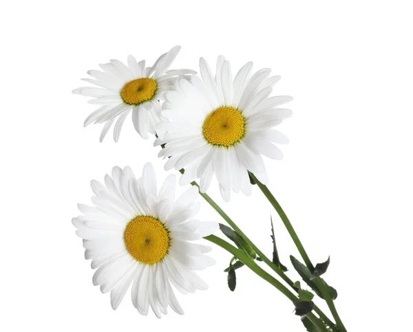 Boeket Van Mooie Kamille Bloemen Witte Achtergrond — Stockfoto