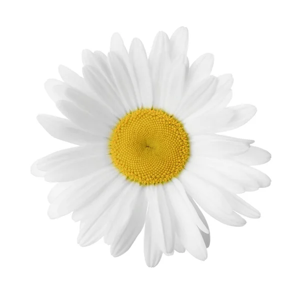 Beautiful Fragrant Chamomile Flower Isolated White — Stock Photo, Image