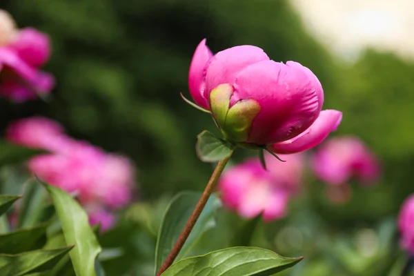 Beautiful Pink Peony Bud Outdoors Closeup View — Stock Photo, Image