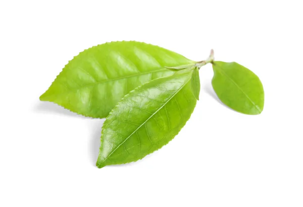 白に孤立した茶園の緑の葉 — ストック写真