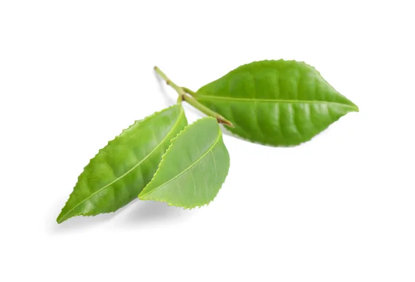 茶树绿叶 白色隔离 — 图库照片