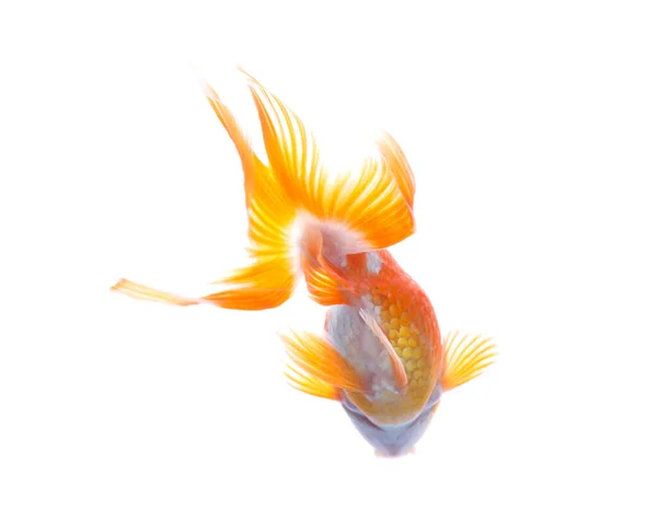 Beautiful Bright Small Goldfish Isolated White — Stock Photo, Image