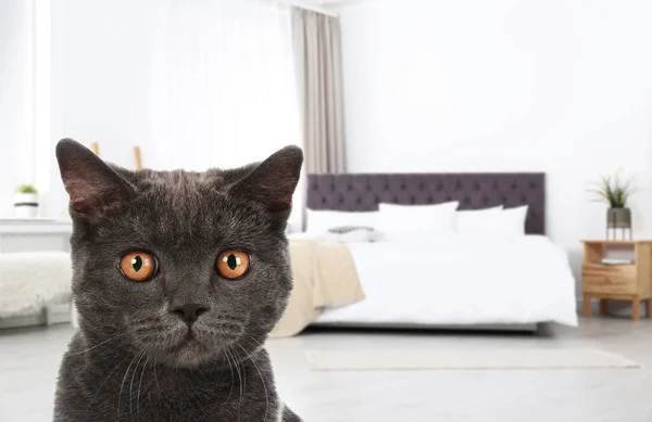 Gato Bonito Quarto Espaço Para Texto Pet Hotel Amigável — Fotografia de Stock