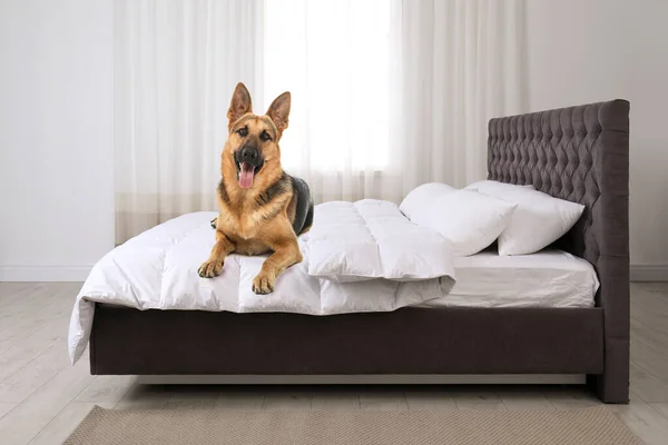 可爱的狗在床上的房间里 宠物友好酒店 — 图库照片