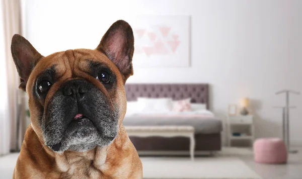 Cão Bonito Quarto Espaço Para Texto Pet Hotel Amigável — Fotografia de Stock