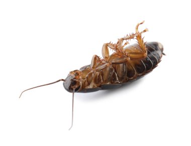 Ölü kahverengi hamamböceği beyazda izole edilmiş, yakın plan. Haşere kontrolü