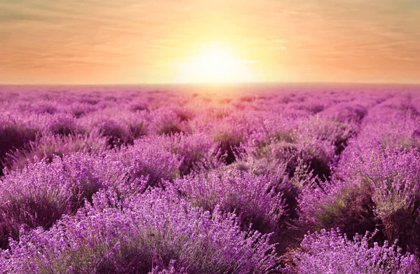 Mooie Bloeiende Lavendel Het Veld Zomerdag Bij Zonsondergang — Stockfoto