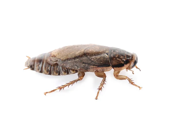 Cucaracha Marrón Aislada Blanco Control Plagas — Foto de Stock