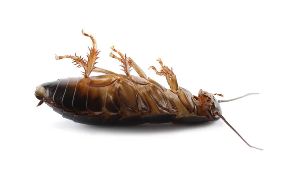 Dead Brown Cockroach Isolated White Closeup Pest Control — Stock Photo, Image