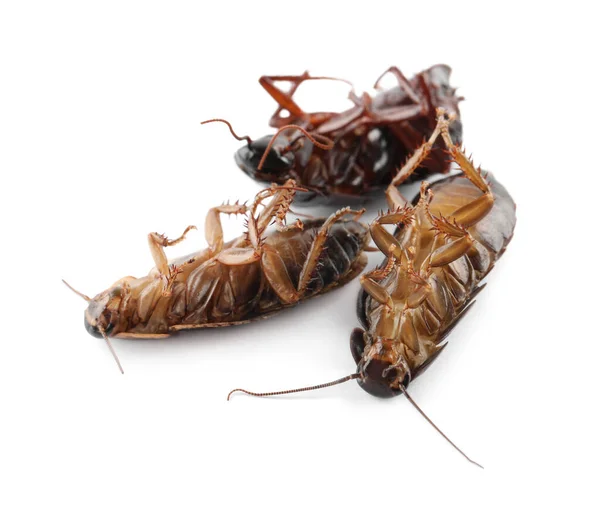 Мертвые Коричневые Тараканы Изолированы Белом Крупным Планом Контроль Вредителей — стоковое фото