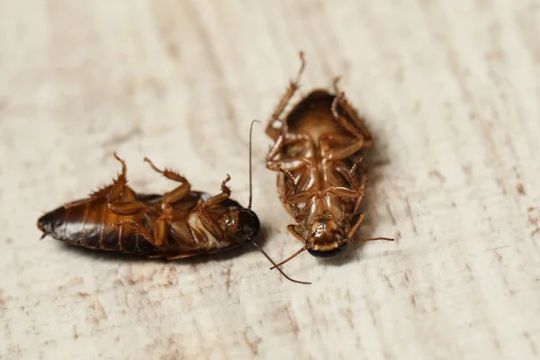 Dode Bruine Kakkerlakken Witte Houten Ondergrond Close Bestrijding Van Plagen — Stockfoto