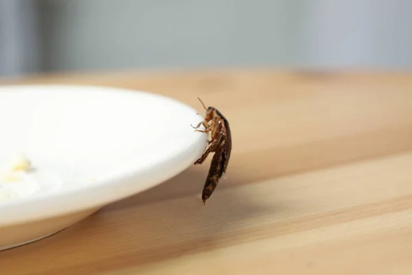 Καφέ Κατσαρίδα Κοντά Στο Πιάτο Περισσεύματα Στο Τραπέζι Κοντινό Πλάνο — Φωτογραφία Αρχείου