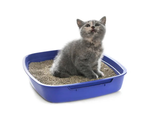 Cute British Shorthair Kitten Litter Box White Background — Stock Photo, Image