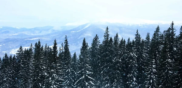 冬日的雪地针叶林风景如画 条幅设计 — 图库照片