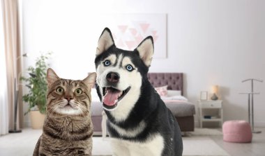 Odada sevimli kedi ve köpek var. Evcil hayvan dostu otel 