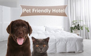 Şirin kedi ve köpek odada, mesaj için yer var. Evcil hayvan dostu otel 