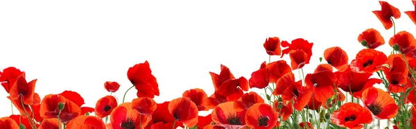 Krásné Červené Mák Květiny Bílém Pozadí Návrh Nápisu — Stock fotografie