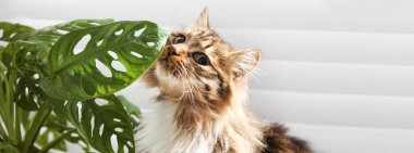 Sevimli kedi ve ev bitkisi evdeki pencerenin yanında. Pankart tasarımı