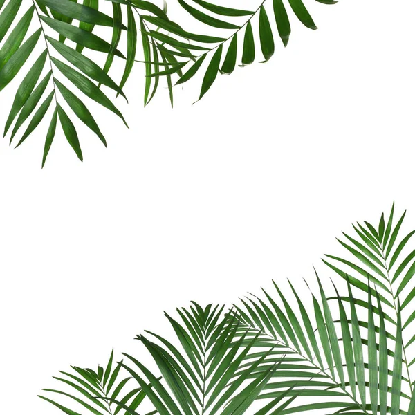 Rahmen Aus Schönen Üppigen Tropischen Blättern Auf Weißem Hintergrund Raum — Stockfoto