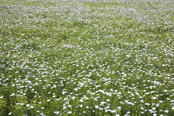 Beautiful View Blooming Flax Field Summer Day — Stock Photo, Image