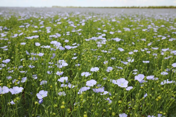 Yaz Günü Çiçek Açan Keten Tarlasının Güzel Manzarası — Stok fotoğraf