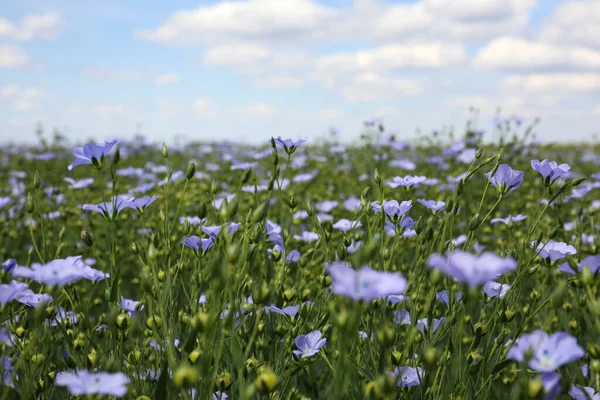 Schöne Aussicht Auf Blühendes Flachsfeld Einem Sommertag — Stockfoto