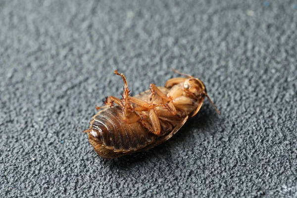 Cucaracha Marrón Muerta Sobre Fondo Piedra Gris Primer Plano Control — Foto de Stock