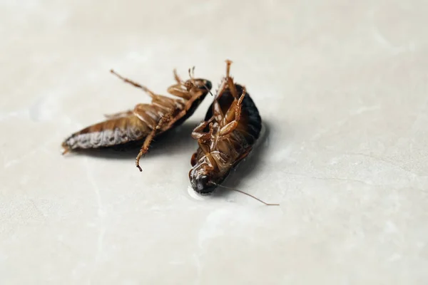 Dode Bruine Kakkerlakken Vloeibare Pesticide Lichtgrijze Marmeren Achtergrond Bestrijding Van — Stockfoto
