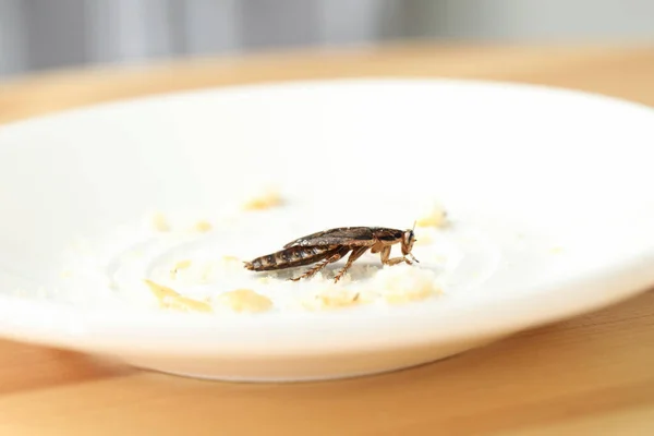 Cucaracha Marrón Sobras Plato Blanco Primer Plano Control Plagas — Foto de Stock