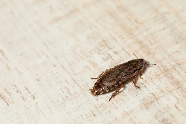 Vista Cerca Cucaracha Marrón Sobre Fondo Madera Blanca Espacio Para — Foto de Stock