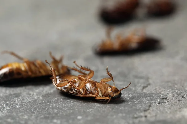 Мертвые Коричневые Тараканы Сером Фоне Крупным Планом Контроль Вредителей — стоковое фото