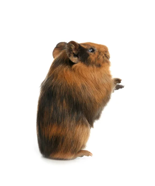 Carino Divertente Cavia Sfondo Bianco — Foto Stock