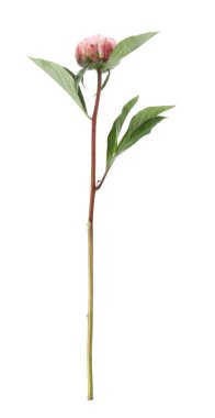 Güzel pembe şakayık çiçeği beyaz üzerine izole edilmiş