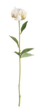 Güzel kokulu şakayık çiçeği bembeyaz