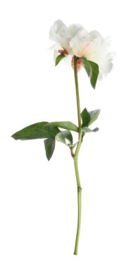 Güzel kokulu şakayık çiçeği bembeyaz