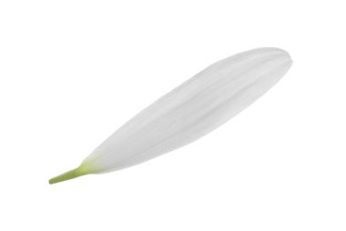 Güzel taze papatya yaprağı beyaza izole edilmiş